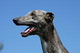 GREYHOUND 062
